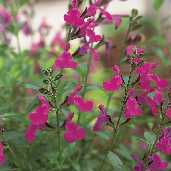 ALTMAN PLANTS #1 2.5 Qt. Blue and Purple Sage Plant