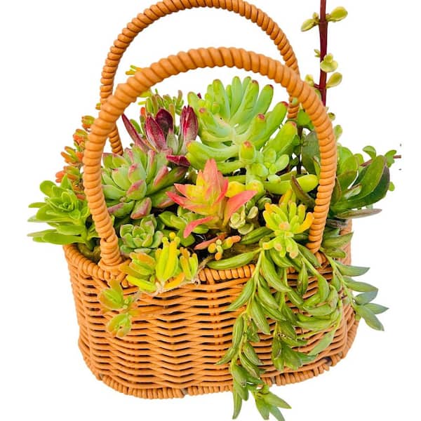 Succulent Cut Flower Handbag Planter Wicker Brown Basket for Indoor Gardening, Outdoor Use, Decorative Garden Container