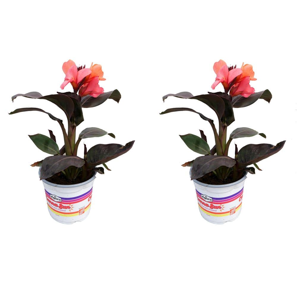 Vigoro 1.0 GL Canna 'CannaSun Rosita Pink' Annual Plant with Pink