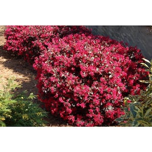 2 Gal. Ever Red Loropetalum, Evergreen Shrub with Purple Foliage, Red Ribbon Blooms