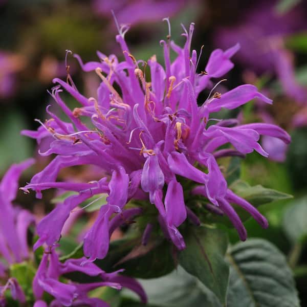 plants for purple serum Bloomeffects Black Tulip Regenerative Serum