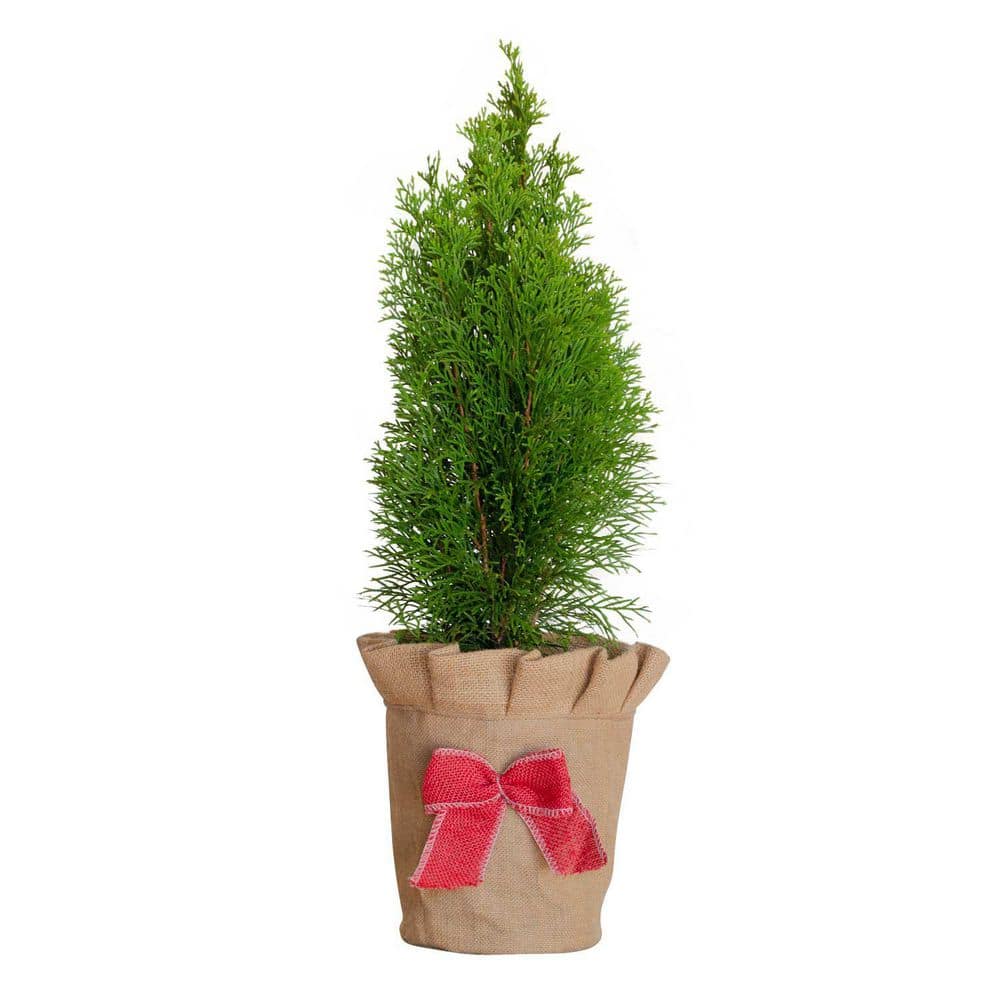 FLOWERWOOD 2.5 qt. Holiday Emerald Green Arborvitae (Thuja) Living