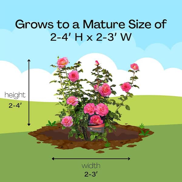 Vigoro 13 in. Julie Andrews Rose Plant with Pink Flowers 17581