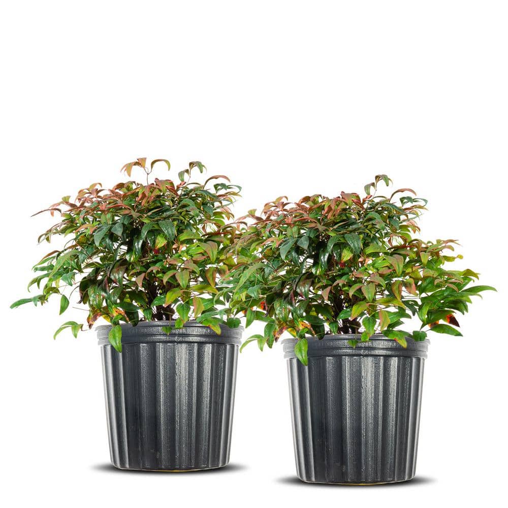 Perfect Plants 3 Gal. Nandina Firepower - Heavenly Bamboo Shrub (2