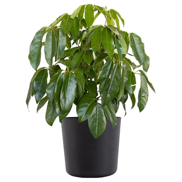 null Umbrella Tree Schefflera Amate Live Indoor Outdoor Plant in 10 inch Premium Sustainable Ecopots Dark Grey Pot