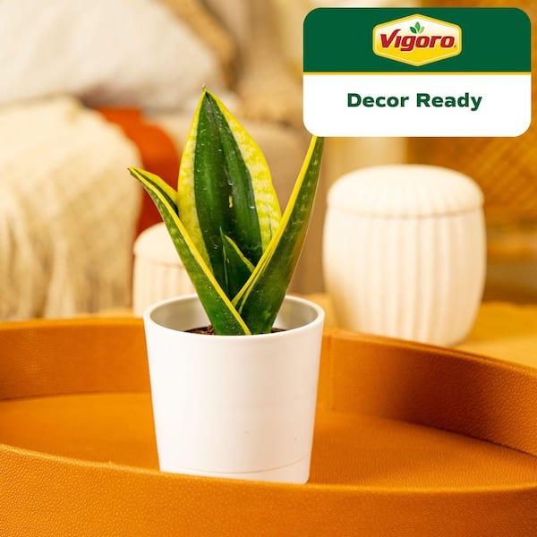 Grower's Choice Sansevieria Indoor Snake Plant in 4 in. Decor Pot, Avg. Shipping Height 8 in. Tall