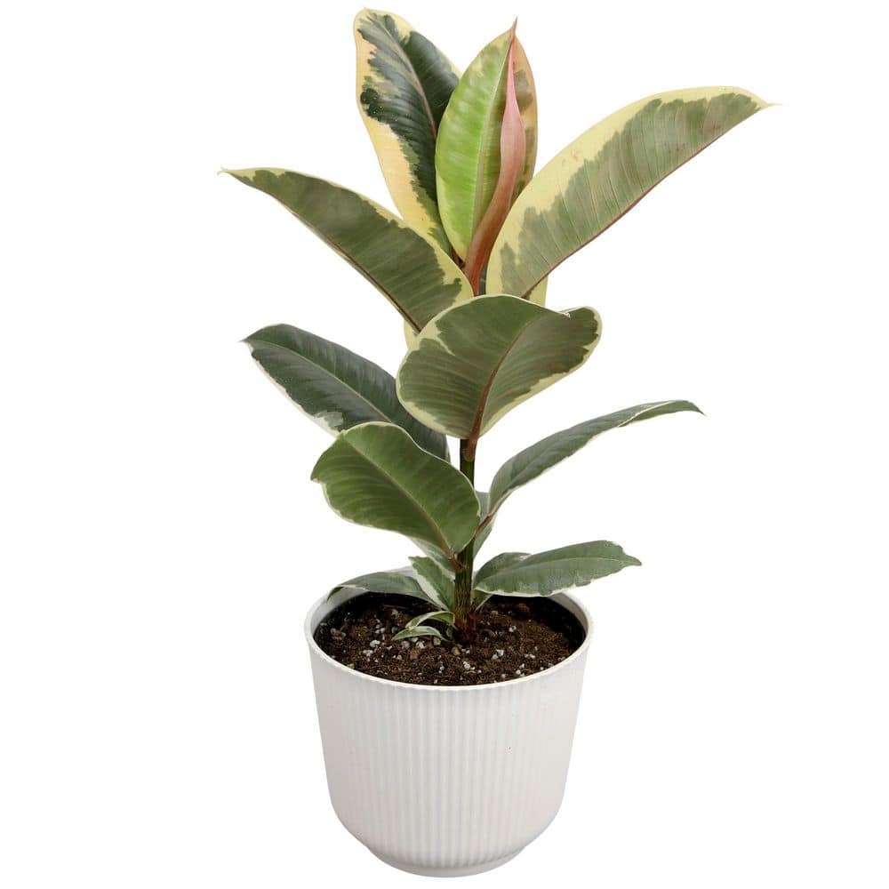 Variegated Ficus Tineke, Rubber Plant, 6 in. White Decorative Pot, Rubber Tree Plant, Live Indoor House Plant Gift price history on PriceWatchPro