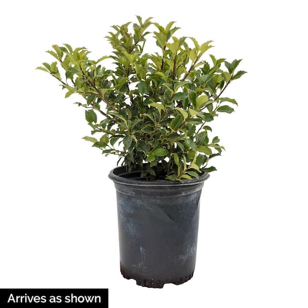 Heather Painted Dark Blue - Dark Blue Colour, Spray Painted Evergreen  Shrub, Low Maintenance (10-20cm Height Including Pot)