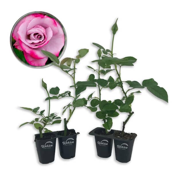 Wekiva Foliage Paradise Rose Bush-4 Live Starter Plants in 2 in. Pots-Beautifully Fragrant Heirloom Rose from Florida