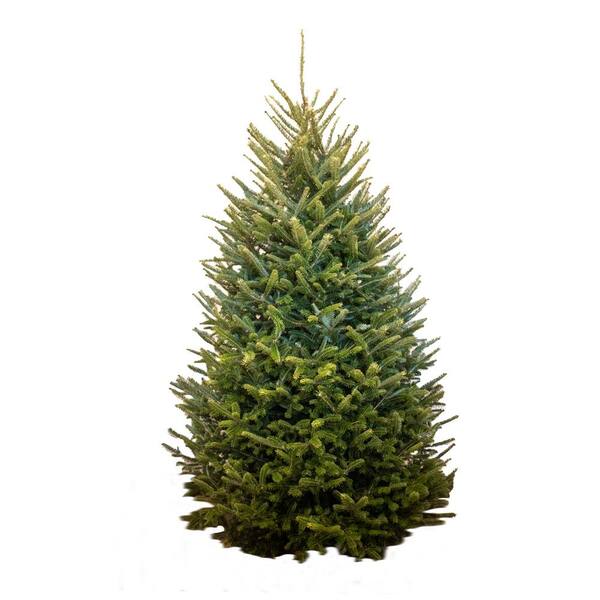 Sexton Farms 7 Ft To 7 5 Ft Freshly Cut Fraser Fir Live Christmas Tree Ff 7 8 The Home Depot