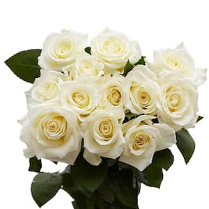 12 Stems - Fresh Cut White Roses (1-Dozen)