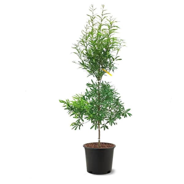 7 Gal. Willow Oak Shade Tree