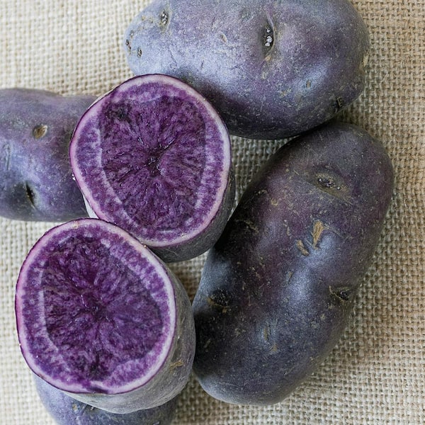 VAN ZYVERDEN Van Zyverden Potatoes Adirondack Blue (Set of 12) Plant Bulbs