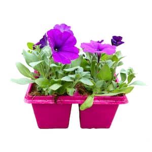 4-Pack Violet Easy Wave Petunia Annual Plant with Purple Flowers