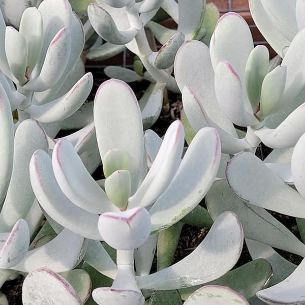 Wekiva Foliage Silver Peak Pigs Ear Plant-Live Starter Plant in a 2 Inch Growers Pot-Cotyledon Orbiculata-Ornamental Succulent