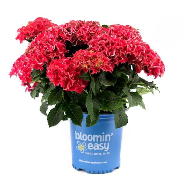 BLOOMIN' EASY 2 Gal. Frill Ride Reblooming Hydrangea (Macrophylla) Live Shrub, Rich Pink Flowers