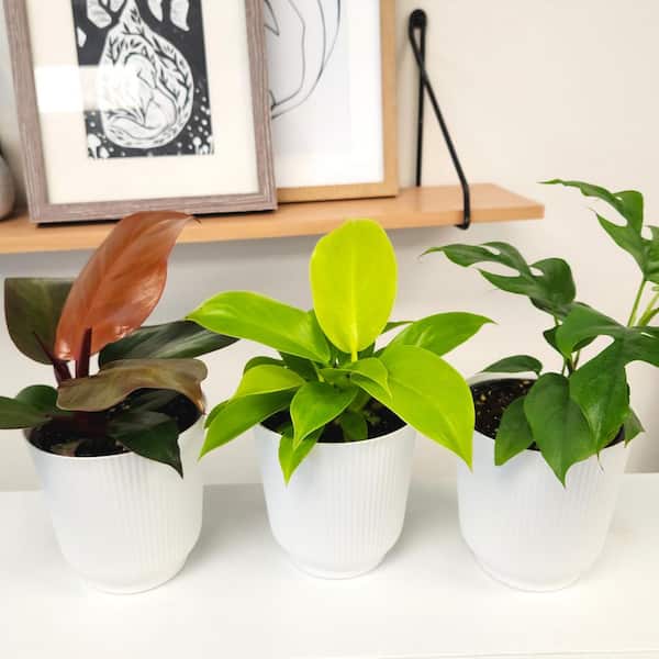 Clean Air Philodendron (3 Pack), Live Indoor Plant Decor, 4.25 in. White Pots, Easy Houseplants, Approx. 9 in. Tall