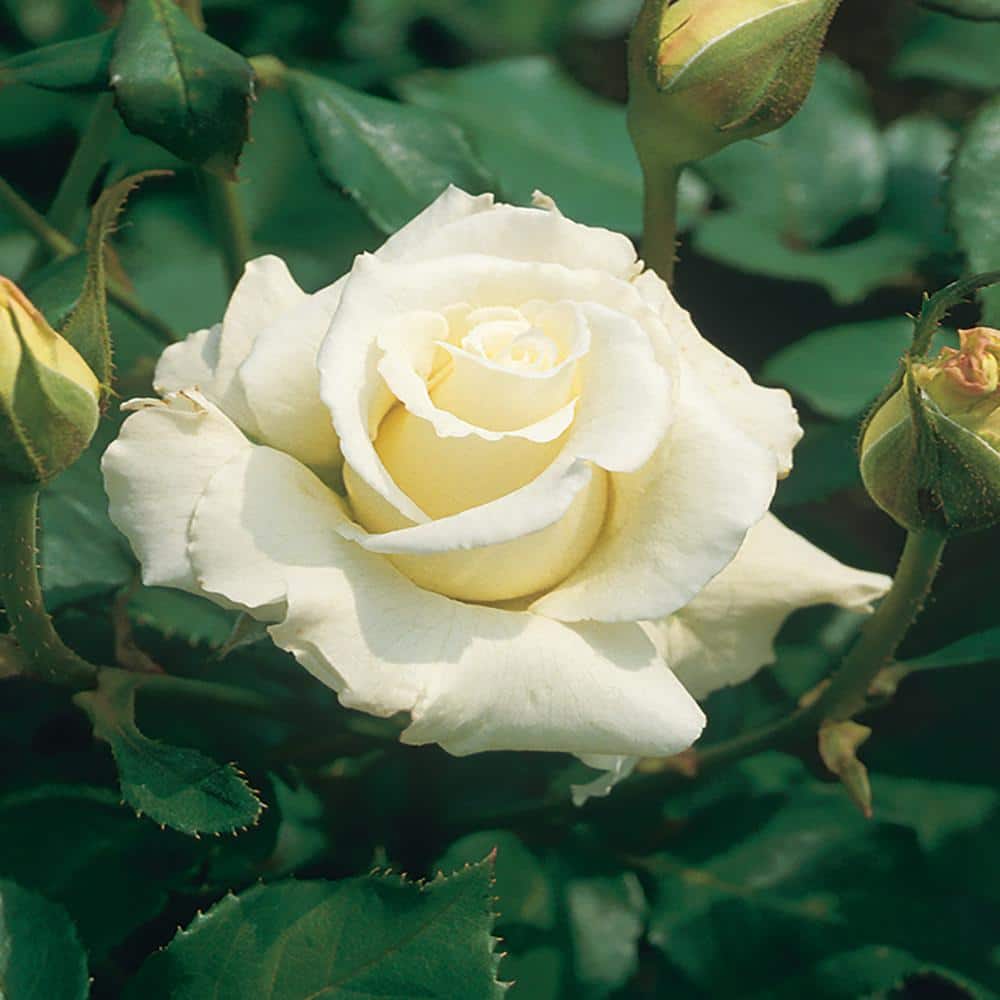 1.5 Gal. Rose with White Flowers 1004701149 - The Home Depot