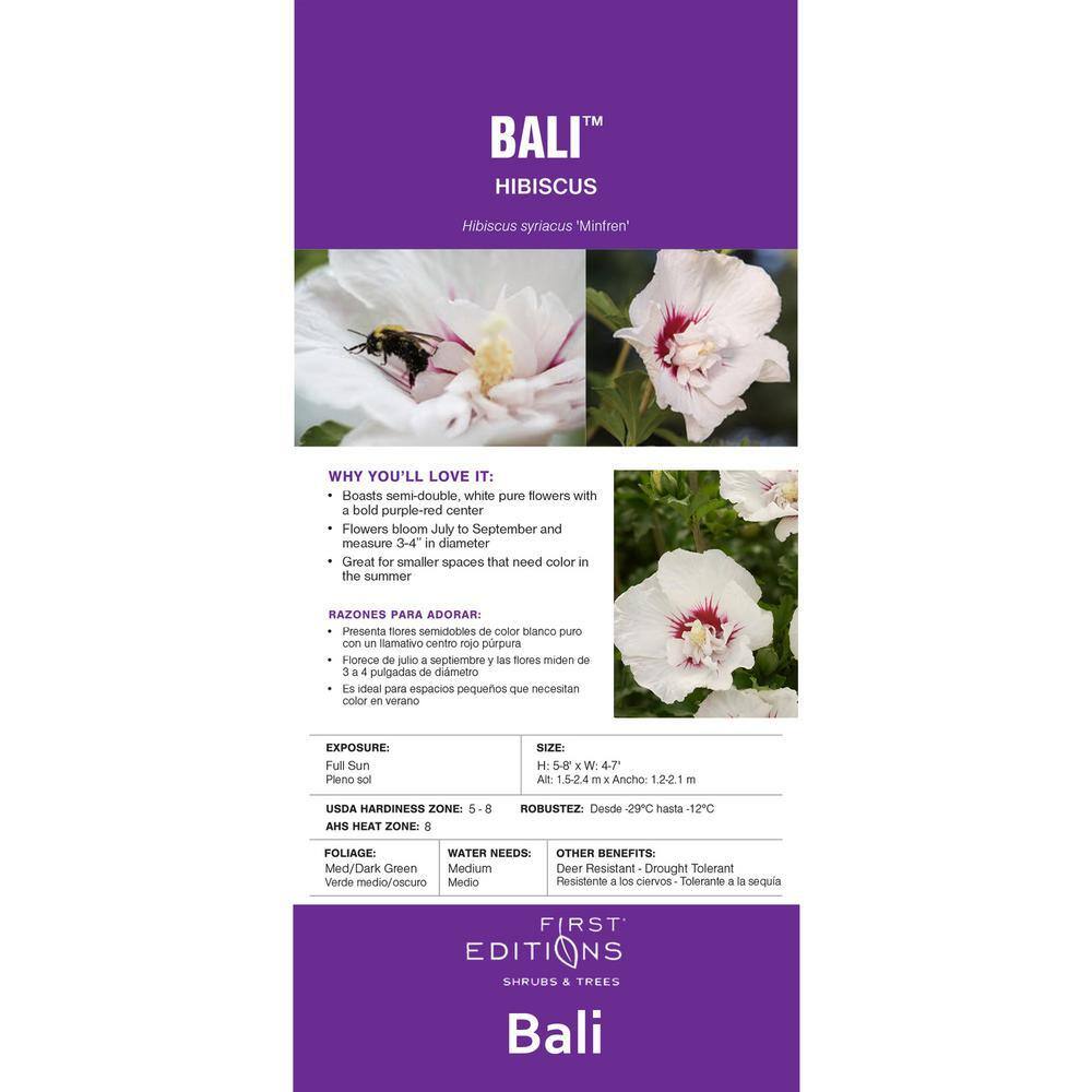 2-Gallon White and Purple-Red Bali Hibiscus Shrub