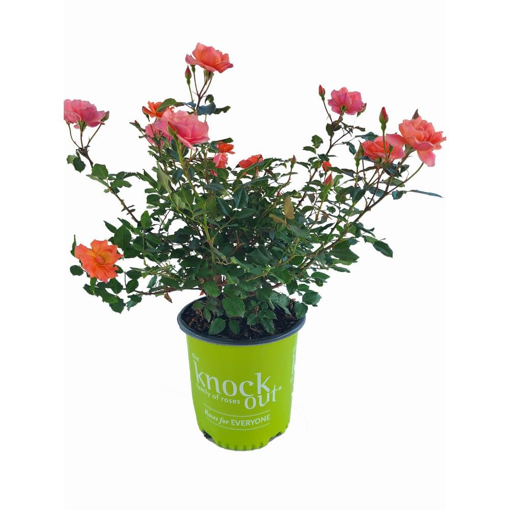 KNOCK OUT 3 Gal. Coral Knock Out Rose Bush with Brick Orange to Pink  Flowers 21308 - The Home Depot