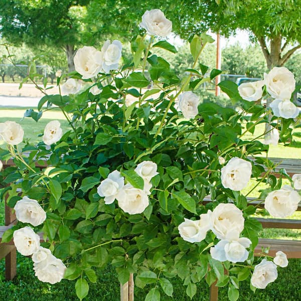 Iceberg Floribunda Tree Rose, Dormant Tree form Bare Root Plant with White Color Flowers (1-Pack)