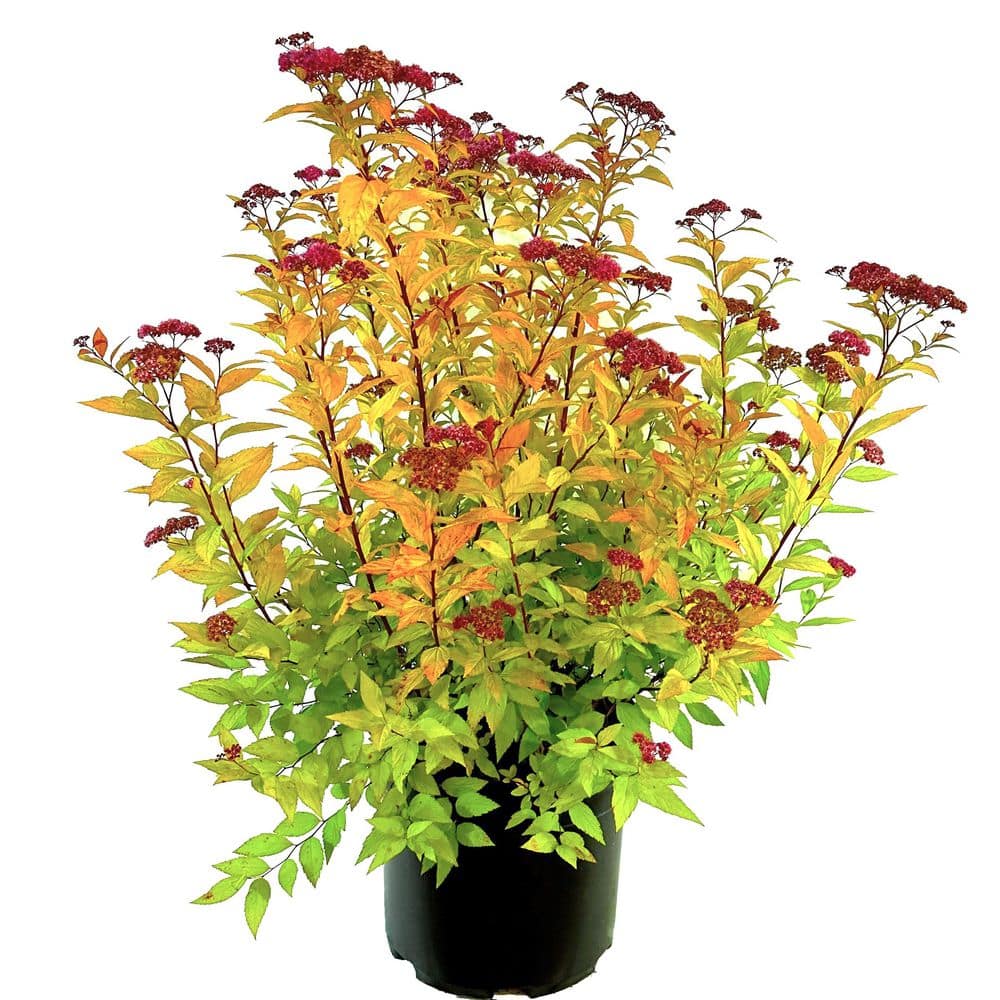 2.25 Gal. Goldflame Spiraea Live Shrub with Reddish Pink Blooms