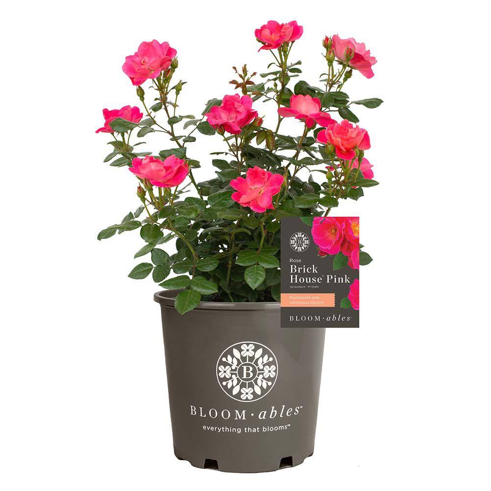 BLOOMABLES 2 Gal. Bloomables Brick House Pink Rose Bush with ...