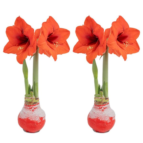 Costa Farms Blooming Holiday Amaryllis Bulb in 4 in. Red Snow Holiday Wax (2-Pack)