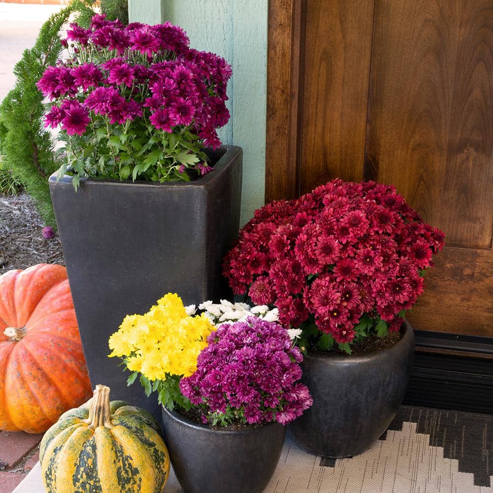 altman plants annuals