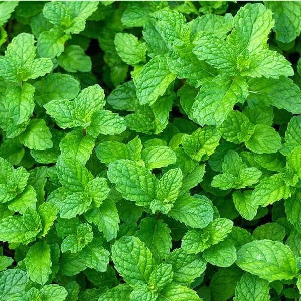 1.5 Qt. Herb Plant Yerba Buena Mint in 6 In. Deco Pot (4-Plants)
