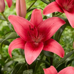 14 cm/16 cm, Pink County Asiatic Lily Flower Bulbs (Bag of 10)