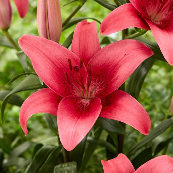 Garden State Bulb 14 cm/16 cm, Pink County Asiatic Lily Flower Bulbs (Bag of 10)