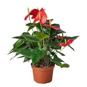 Red (Anthurium) Plant in 6 in. Grower Pot