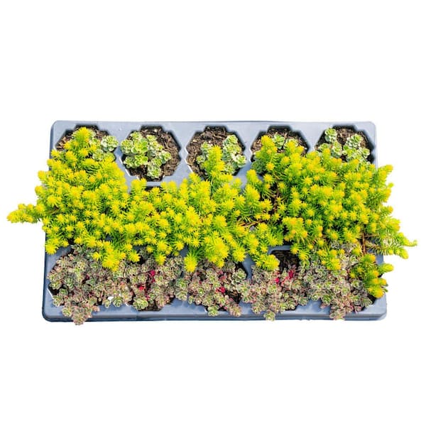 Costa Farms Starter Drought Tolerant Perennial Garden Plants in Mesh Plugs Avg. Shipping Height 4 in. Tall (15-Pack)