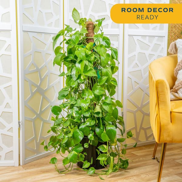 Costa Farms 10 in. Pothos Plant with Totem Pole in Grower's Pot, Avg.  Shipping Height 3-4 ft. Tall L-GTP-G-POT-01