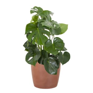 Monstera Deliciosa Split Leaf Philodendron Swiss Cheese Plant in 10 inch Premium Sustainable Terracotta Pot