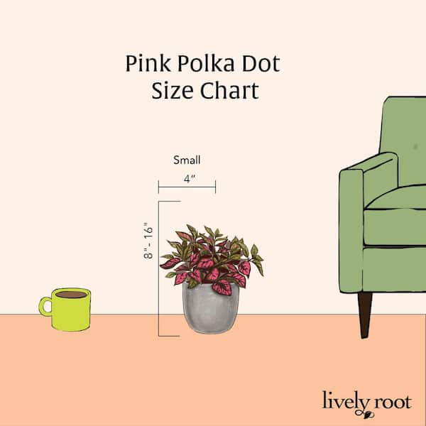 Three Dogs in a Garden: Houseplant to Collect: Polka Dot Plant