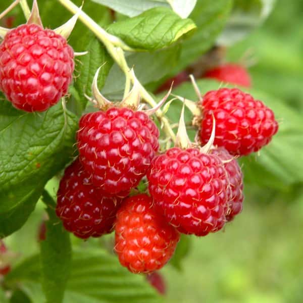 BUSHEL AND BERRY Bareroot Bushel and Berry Raspberry Shortcake Raspberry Live Plant, Non-GMO