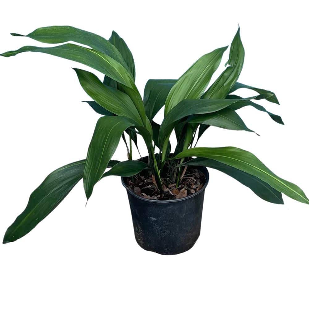 OnlinePlantCenter 3 gal. Green Cast Iron Aspidistra Shrub A407G3 - The Home  Depot