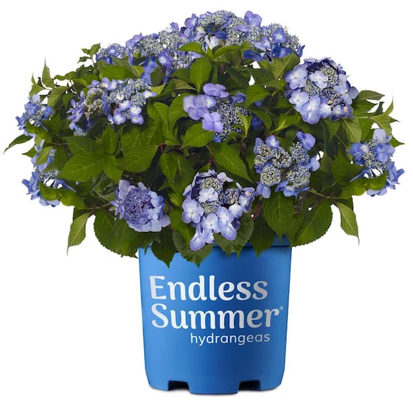 Endless Summer 3 Gal. Twist-n-Shout Reblooming Hydrangea Flowering ...