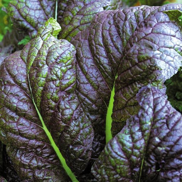 Red Giant Seed Mustard Pack