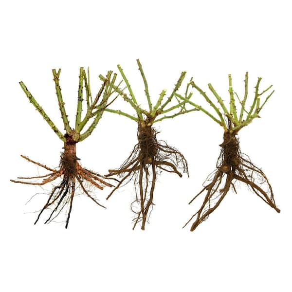 national PLANT NETWORK Bare Root Rose Scentables Raspberry Cupcake
