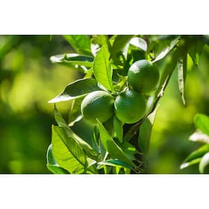 1 Gal. Persian Lime (Bearss Lime) Live Tropical Tree with White Flower to Green Seedless Fruit (1-Pack)