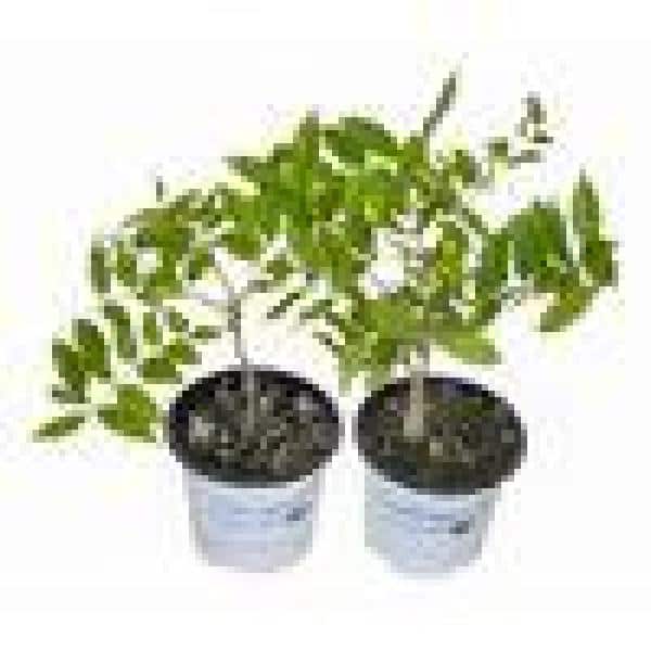 2.5 Qt. Wisteria Amethyst Falls Flowering Shrub with Purple Flowers