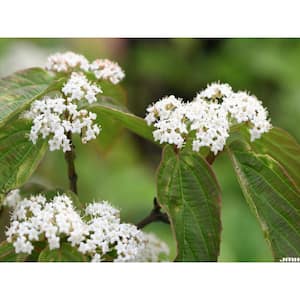 3 Gal. Tea Viburnum Flowering Live Shrub with White Flowers