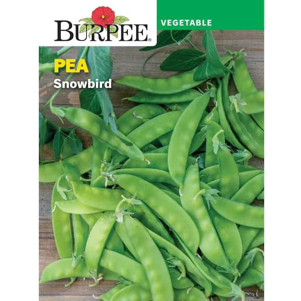Pea Snow Snowbird Vegetable Seed