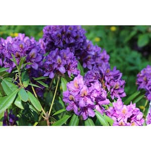1 Gal. Florence Parks Rhododendron Shrub Unique Violet Flowers Bloom in Huge Globeshaped Bunches