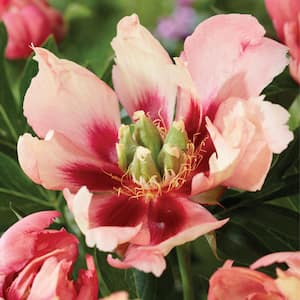Itoh Peony Old Rose Dandy Set of 1 Root