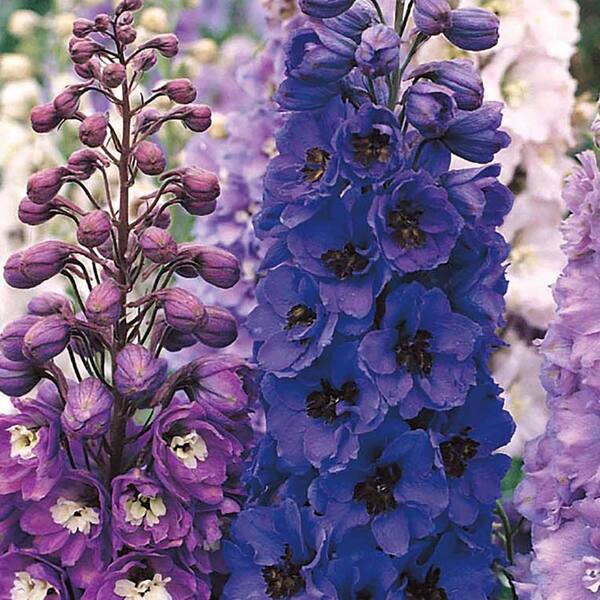 Ferry-Morse Delphinium Emerald Pacific Mix Flower Seeds 9501 - The