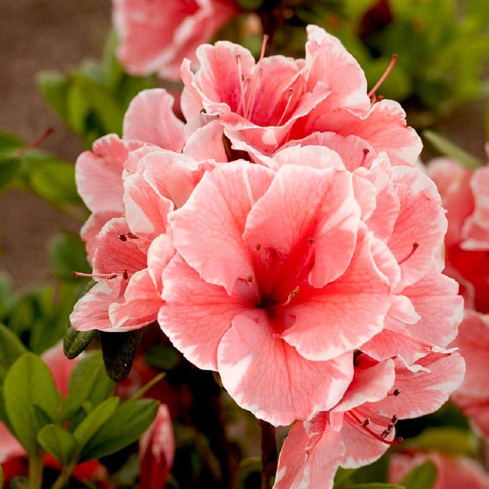 ENCORE AZALEA 3 Gal. Autumn Sunburst Shrub with Bicolor Coral Pink and  White Reblooming Flowers 80693 - The Home Depot
